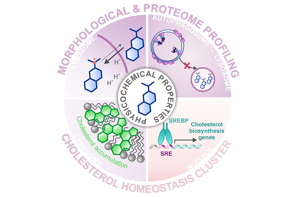 Morphological & Proteome Profiling identifizieren Modulatoren des Cholesterinstoffwechsels