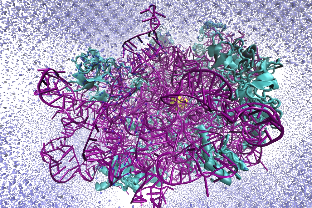 Ribosom-Antibiotika-Komplex: Die Proteinketten sind in Cyan, die Nukleinsäure in Lila, der Ligand in Gelb und das Wasser ist durch die blauen Kugeln dargestellt. 