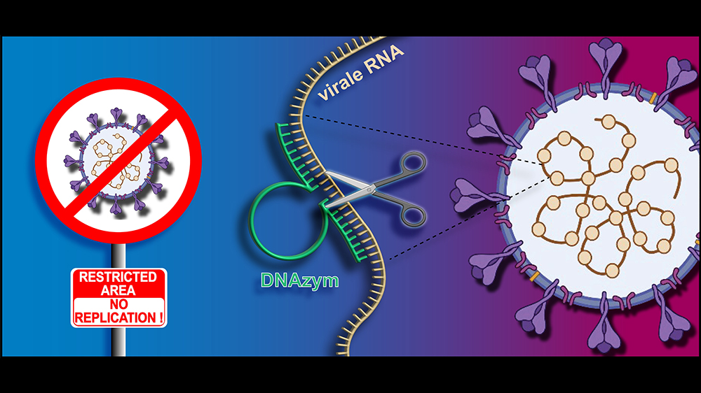 Antivirale Wirkung von DNAzymen: Diese schneiden gezielt die RNA des Virus auseinander und zerstören sie dadurch.  Bild: HHU / Manuel Etzkorn