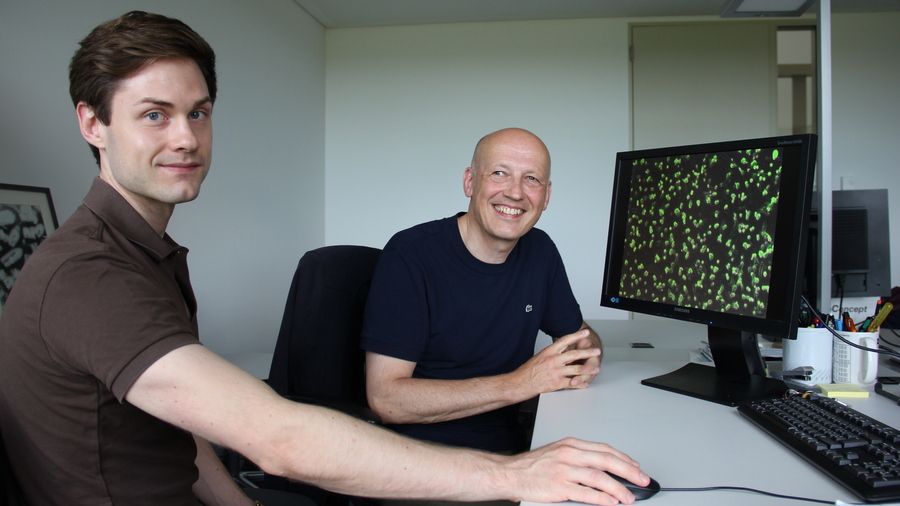 Forscher-vor-Bildschirm-mit-grün-leuchtenden-Zellen