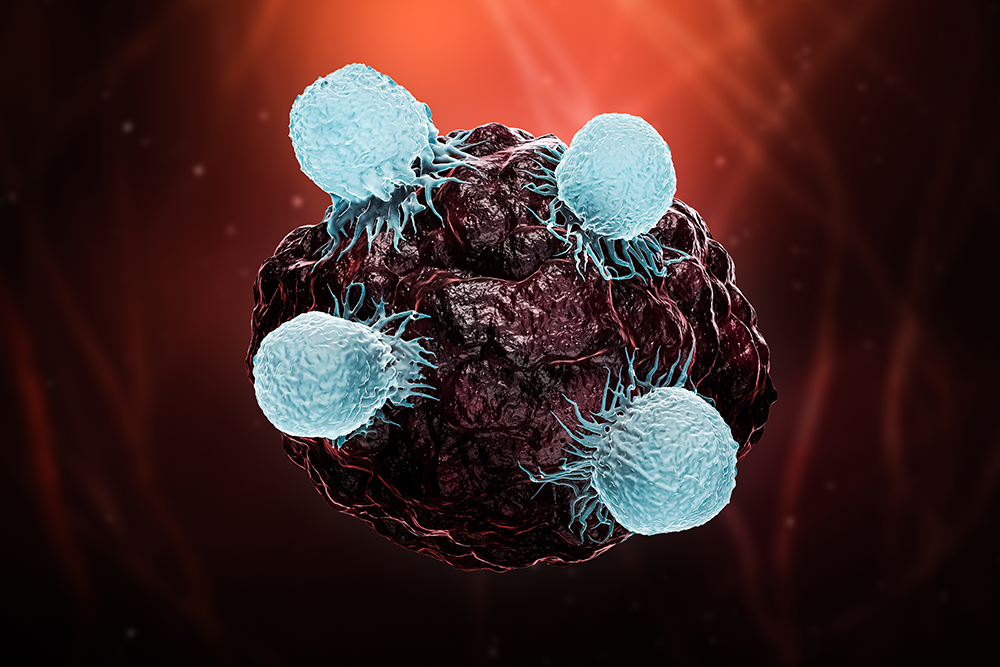 NK-Zellen auf infizierter Zelle